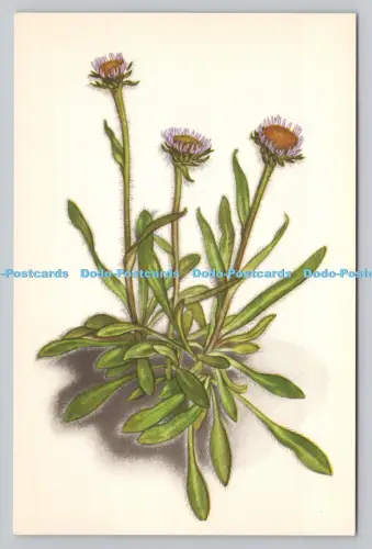 R810862 Erigeron Borealis. Die nationalen Trustes für Schottland. Wildblumen auf Be