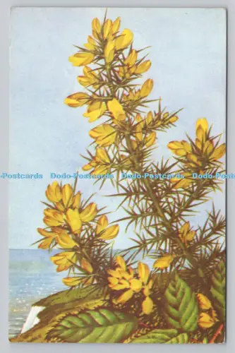 R811023 Gorse. Furze. auf den britischen Inseln beheimatet. The Medici Society. L