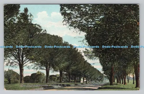 R807328 Parramatta Park. N.S.W. The Avenue. C. H. Yeend. 1908