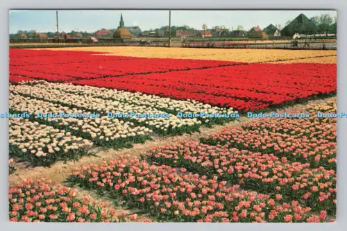 R811159 Holland. Bollenvelden. Rembrandt. Amsterdam. 1961