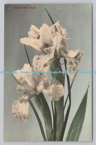 R807419 Perseriris. Bergerets. London