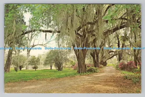 R807435 Typische Louisiana-Szene. Spanisches Moos. Eichen und Azaleen kombinieren. B.