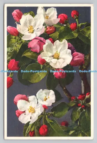 R811279 Apfelbaum. Postkarten und verschiedene Geschäfte. Gyger und Klopfenstein. PM. Tu