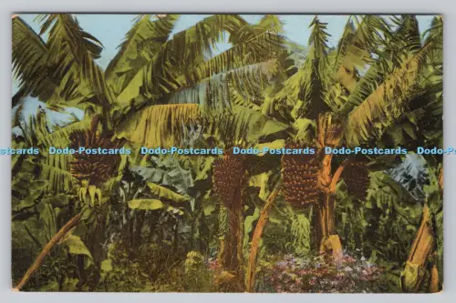 R809240 Madeira. Bananeiras. B.P