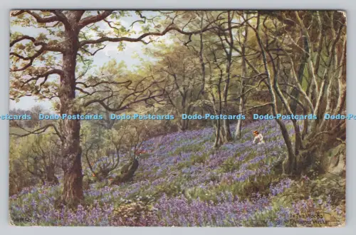 R809358 Im Wald Nr. Tunbridge Wells. J. Salmon. Sevenoaks. England. A.R.Q