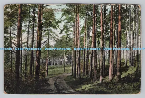 R811456 Angley Wood. Holmes. Cranbrook