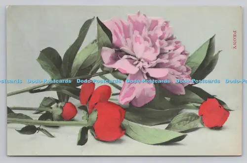 R809445 Pfingstrose. Bergerets. London