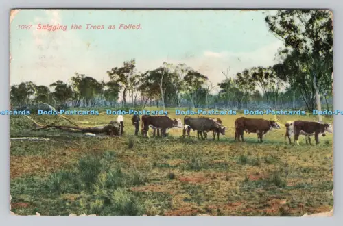 R809446 Snigging die Bäume wie gefällt. Goonoo Goonoo Nr. Tramworth. Serie Nature