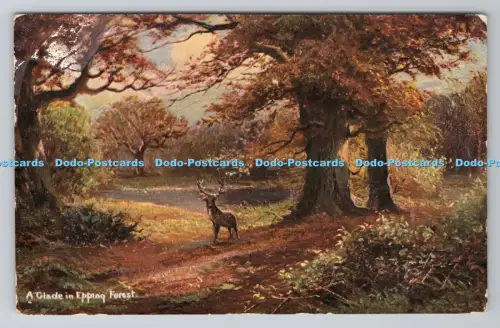 R806148 A Clade in Epping Forest. S. Hildesheimer. London. Manchester. Ansichten von