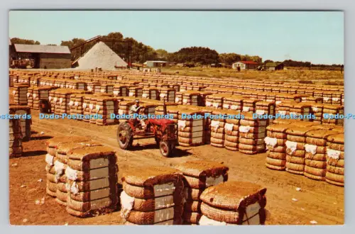 R809467 Baumwollballen mit Cotton Gin im Hintergrund. Mirro Krome. H. S. Crocke