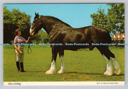 R807755 Auenwallach. John Hinde. F. W. Pawsey. D. Edel