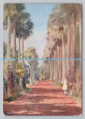 R807776 Kalkutta. Palm Avenue. Botanischer Garten. London County Council. Belohnung