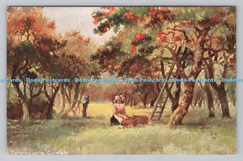 R809503 Cuckfield. Äpfel sammeln. B. B. London. Serie. Nr. A6. A. Stead
