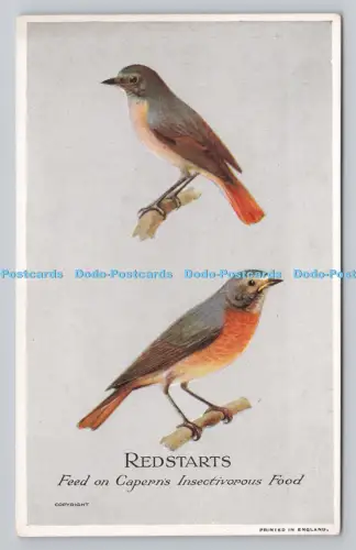 R807789 Redstarts. Futter von Kapern Insektenfressendem Futter