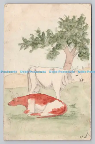 R807795 weiße und rote Kuh. Postkarte