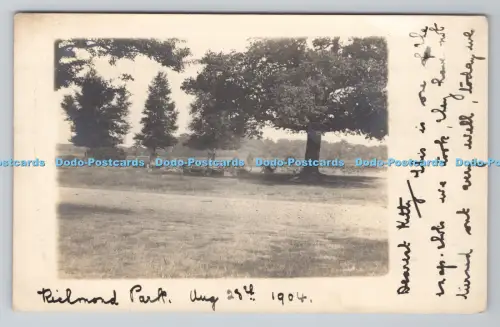 R806282 Blick in den Wald. Kodak. PM. Kingston on Thames. 1904