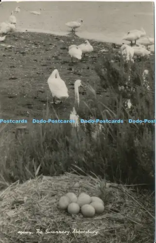 R003625 The Swannery Abbotsbury RP