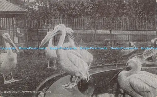 R003626 Zoologischer Garten Pelikane G D und D L The Star