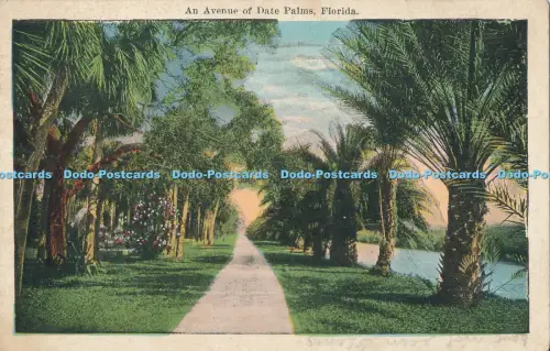 R004931 An Avenue of Date Palms Florida E C Kropp 1925