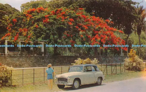 R005104 Flamboyant in Bloom Royal Botanic Gardens Port of Spain Trinidad Y De Li