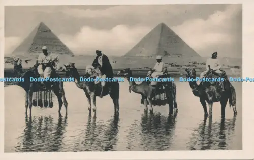 R034981 Kamele bei den Pyramiden Freres
