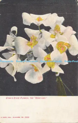 R035186 Utahs State Flower The Sego Lily C Kropp No 2559