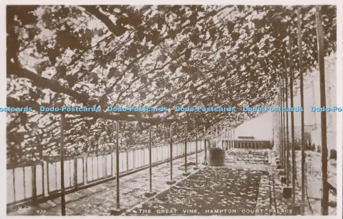 R029661 The Great Vine Hampton Court Palace J und S