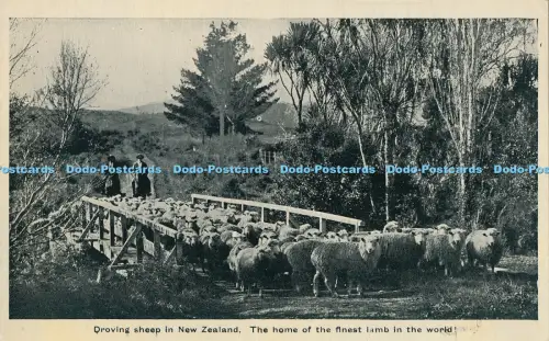 R029821 Driving Sheep in New Zealand The Home of the Finest Lamb in the World