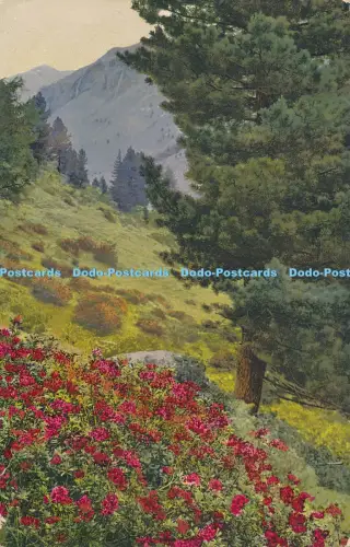 R029865 Rhododendron Ferrugineum Pinus Cembra Photochromie