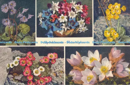 R030106 Alpenblumen Flora Alpina Mehrfachansicht Gyger und Klopfenstein Nr 1339