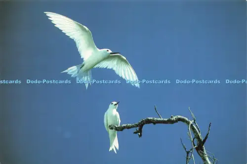 D219238 Aride Island A Seychelles Nature Reserve Fairy Terns Royal Society For N