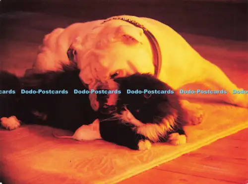 D217461 Furry Friends Gewerbesammlung Kammer des Kohlenhandels Nr 1 Real Fi