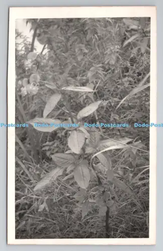 R800903 Graspflanzen Karte