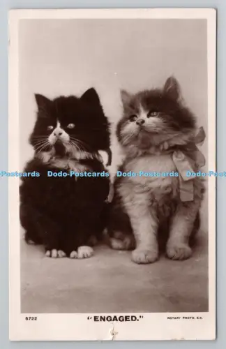 R801071 Engagierte Katzen Rotary Photographic Series PM Brighton 1909
