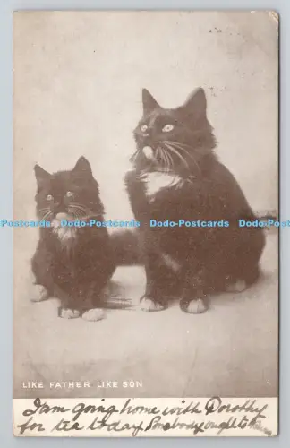 R801090 Wie Vater Wie Sohn Katzen 1906