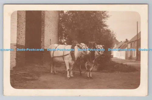 R801221 Belgien Kühe im Geschirr 1923
