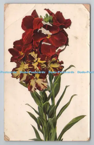 R801249 The Flowers Wildt and Kray London