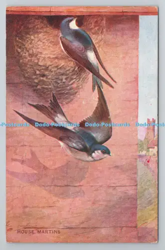 R801269 Vogel- und Nesthaus Martins J Salmon Sevenoaks