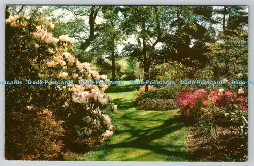 R814220 Windsor Great Park The Savill Garden Eine Lichtung im Waldgebiet Jarrol