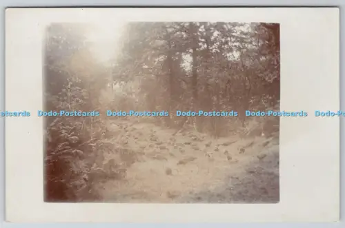 R814812 Vögel im Wald Postkarte