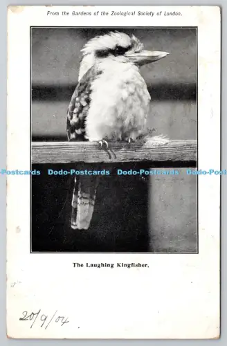 R815888 Aus den Gärten der Zoologischen Gesellschaft von London Der lachende Kingfi
