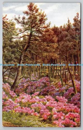R816040 Bournemouth Branksome Chine Rhododendren J Salmon Sevenoaks England A R
