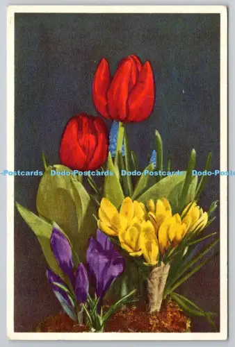 R816054 Tulipa Crocus Muscari Stehli