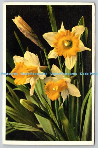 R816056 Narzissenkreisel und Klopfenstein Adelboden