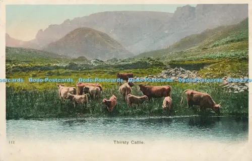 R031058 Durstige Rinder