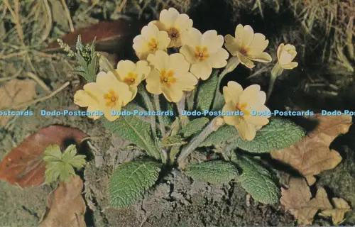R031233 British Wild Flowers Primrose Salmon 1974