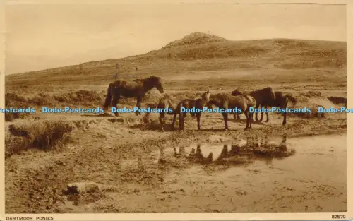 R031324 Dartmoor Ponys Photochrom No 82570 1956
