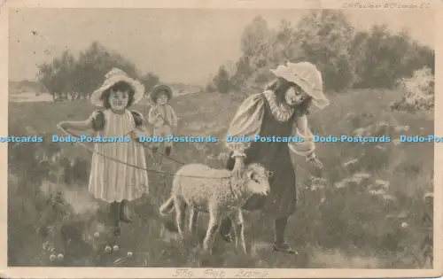 R031356 Das Haustier Lamm 1903