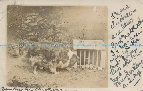R031365 Alte Postkarte Ein Hund 1905
