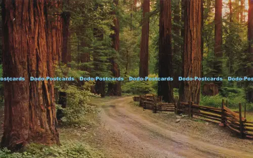 R031742 Redwood Forest E F Clements